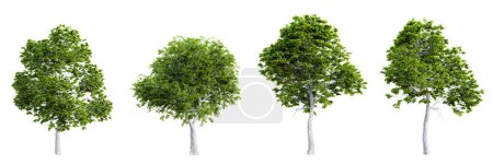 Set of red hickory tree isolated on white background. 3D render.