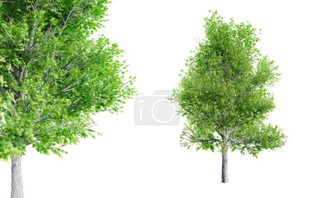Bradford Pear - Pyrus calleryana Baum isoliert auf weißem Hintergrund mit selektiver Nahaufnahme. 3D-Renderer. 3D-Illustration.