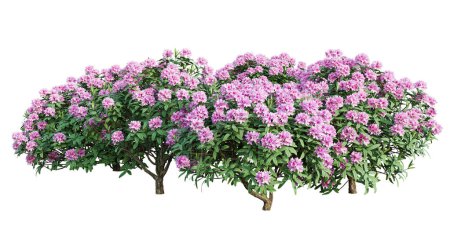Rhododendron bushes in blossom isolated on white background. 3D render.