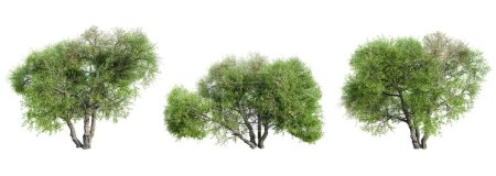 Set of Arroyo Willow tree isolated on white background. 3D render.