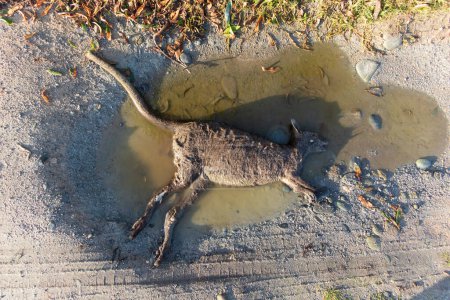 Photo for Photograph of a dead Bennetts Wallaby lying in a water puddle in the sunshine on a dirt road on King Island in the Bass Strait of Tasmania in Australia - Royalty Free Image