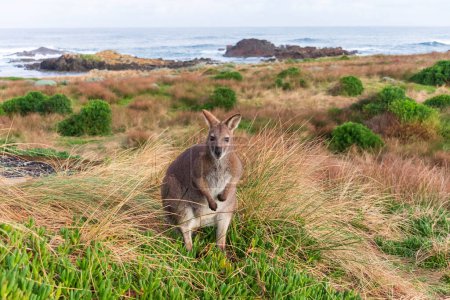 Photographie d'un seul Bennett Wallaby debout parmi l'herbe près de la côte sur l'île King dans le détroit de Basse de Tasmanie en Australie