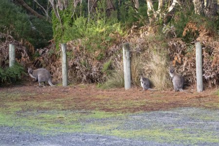 Photo for Photograph of a family of Bennetts Wallabies about to enter the forest on King Island in the Bass Strait of Tasmania in Australia - Royalty Free Image