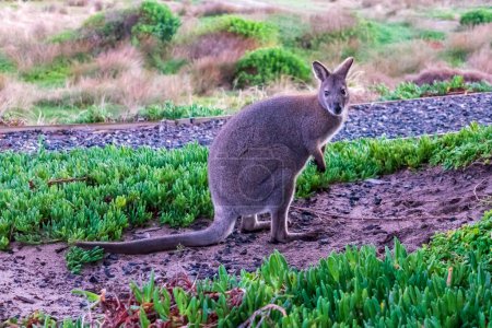 Photo for Photograph of a lone Bennetts Wallaby standing amongst grass near the coast on King Island in the Bass Strait of Tasmania in Australia - Royalty Free Image