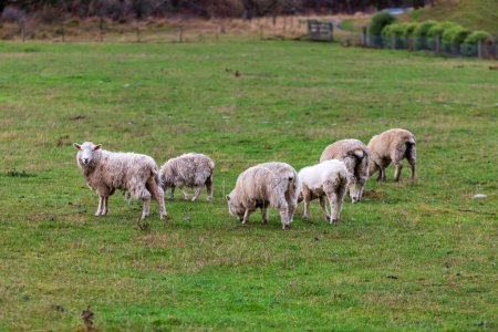 Foto de Fotografía de una turba de ovejas pastando en un exuberante pasto verde cerca del lago Moke cerca de Queenstown en la Isla Sur de Nueva Zelanda - Imagen libre de derechos