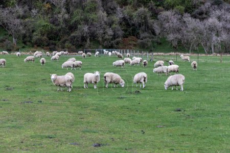 Foto de Fotografía de una turba de ovejas pastando en un exuberante pasto verde cerca del lago Moke cerca de Queenstown en la Isla Sur de Nueva Zelanda - Imagen libre de derechos