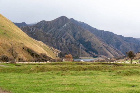Foto de Fotografía de una turba de ovejas pastando en un exuberante pasto verde en un gran valle cerca del lago Moke cerca de Queenstown en la Isla Sur de Nueva Zelanda - Imagen libre de derechos