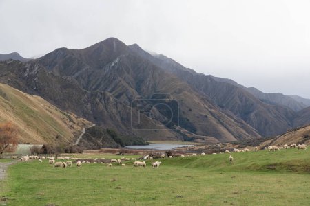 Foto de Fotografía de una turba de ovejas pastando en un exuberante pasto verde en un gran valle cerca del lago Moke cerca de Queenstown en la Isla Sur de Nueva Zelanda - Imagen libre de derechos