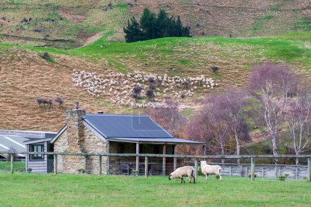 Foto de Fotografía de una turba de ovejas siendo pastoreadas por una exuberante colina verde cerca del lago Moke cerca de Queenstown en la Isla Sur de Nueva Zelanda - Imagen libre de derechos
