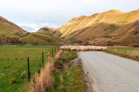Foto de Fotografía de una turba de ovejas siendo pastoreadas a lo largo de un camino en un valle a un nuevo pasto cerca del lago Moke cerca de Queenstown en la Isla Sur de Nueva Zelanda - Imagen libre de derechos