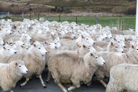 Foto de Fotografía de una turba de ovejas siendo pastoreadas a lo largo de un camino en un valle a un nuevo pasto cerca del lago Moke cerca de Queenstown en la Isla Sur de Nueva Zelanda - Imagen libre de derechos