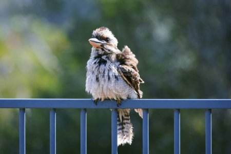 Photograph of a Kookaburra cleaning their feathers while sitting on a fence after taking a swim in a domestic swimming pool in the Blue Mountains in New South Wales in Australia.