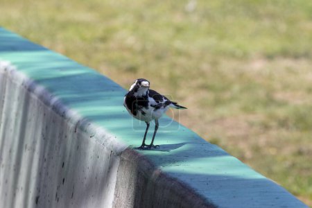 Photo for Photograph of a small Australian Murray Magpie standing on a green painted barrier fence in regional Australia - Royalty Free Image