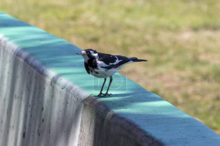 Photo for Photograph of a small Australian Murray Magpie standing on a green painted barrier fence in regional Australia - Royalty Free Image