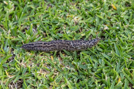 Photo for Photograph of a large Leopard Slug crawling on green grass in a domestic garden in the Blue Mountains in Australia - Royalty Free Image