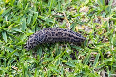 Photo for Photograph of a large Leopard Slug crawling on green grass in a domestic garden in the Blue Mountains in Australia - Royalty Free Image