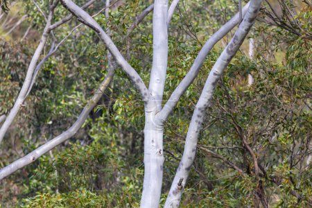 Fotografía del tronco principal y las ramas de un árbol de goma en las Montañas Azules en Nueva Gales del Sur en Australia
