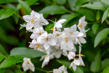Photograph of a white potato vine plant in full bloom in a domestic garden in the Blue Mountains in New South Wales in Australia