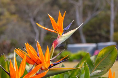 Foto de Fotografía de una flor de Strelitzia naranja floreciente en un jardín doméstico. También conocido como una planta de Bird of Paradise, ya que se asemeja a la cabeza de un pájaro de colores brillantes en Sudáfrica. - Imagen libre de derechos