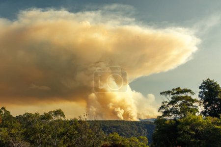 Photograph of controlled bush fire hazard reduction burning by the Rural Fire Service in the Blue Mountains in NSW, Australia.