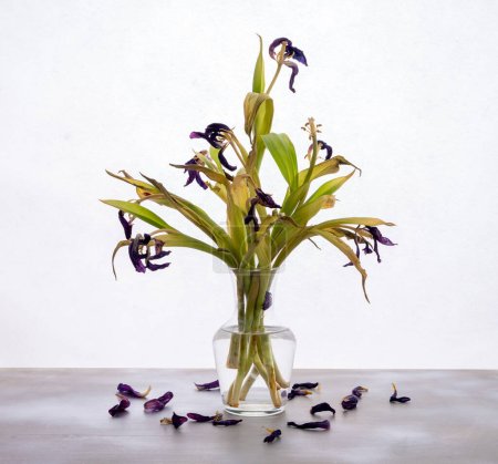Tulpenblumen Strauß - getrocknete Blumen, die bereits tot sind, weißer Hintergrund, tote Blumen, die neben einer Glasvase liegen