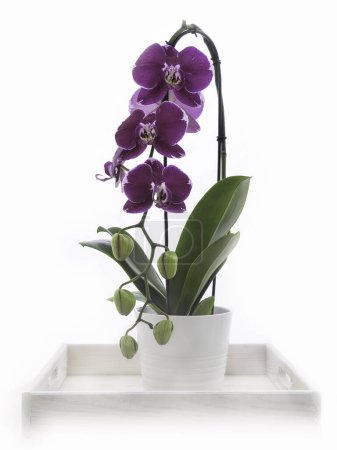 Foto de Orquídea en una olla en una caja blanca de madera sobre un fondo blanco - Imagen libre de derechos