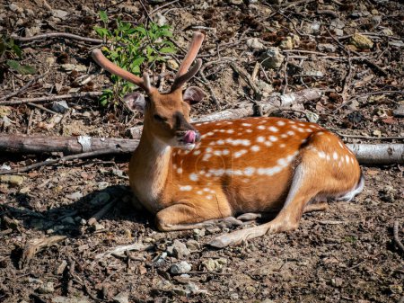 Photo for Deer lying in the forest, wild nature, sunny day, greenery in the background - Royalty Free Image