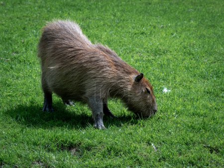 Photo for Capybara - hydrochoerus, the largest living herbivorous rodent from the guinea pig family living in south america - Royalty Free Image