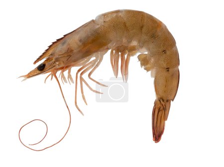 Photo for Tiger shrimp, macro photo, lots of details, white background, organic food, seafood - Royalty Free Image