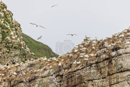 Photo for Seabird colony near bempton cliffs  on the Yorkshire coast - Royalty Free Image