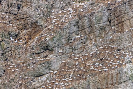 Photo for Seabird colony near bempton cliffs  on the Yorkshire coast - Royalty Free Image