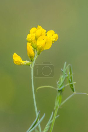 Foto de Pie de pájaro Trefoil (Lotus corniculatus) en flor - Imagen libre de derechos