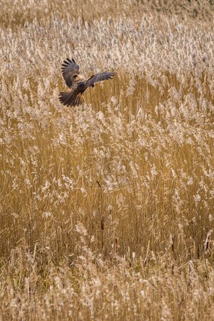 Photo for Marsh harrier (Circus aeruginosus) in flight looking for a meal - Royalty Free Image