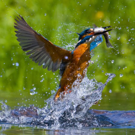 Photo for Kingfisher (alcedo atthis) with a fish - Royalty Free Image