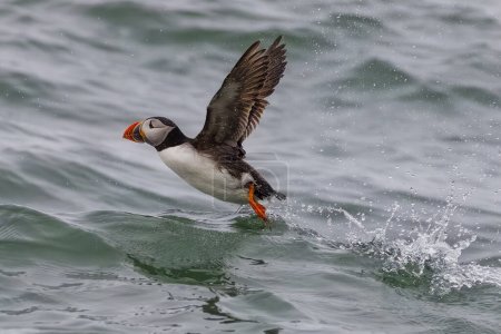 Photo for Puffin (Fratercula arctica) taking off - Royalty Free Image