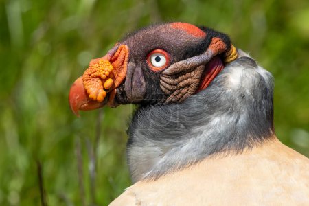 Portrait of a King vulture (Sarcoramphus papa) Close-up