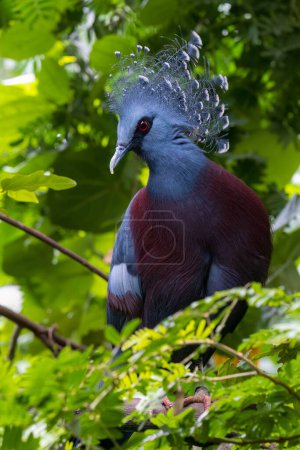 Victoria crowned pigeon (Goura victoria) perched in a tree