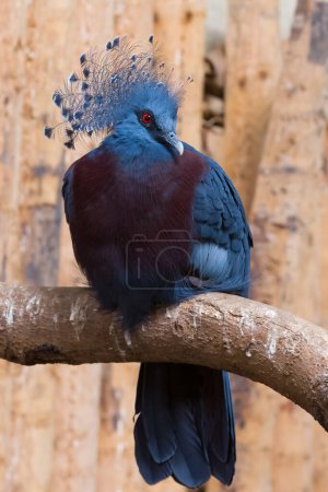 Foto de Victoria paloma coronada (Goura victoria) encaramada en una rama - Imagen libre de derechos
