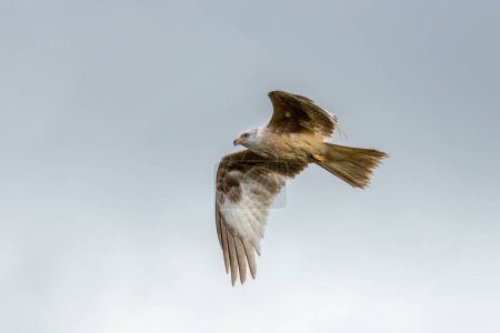 Extremely rare white-coloured red kite thought to be one of 10 in the world