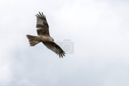 Extremely rare white-coloured red kite thought to be one of 10 in the world