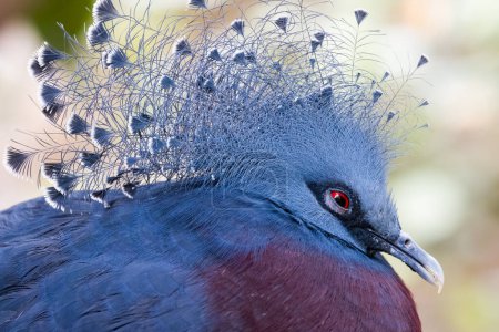 Victoria crowned pigeon (Goura victoria) going to sleep