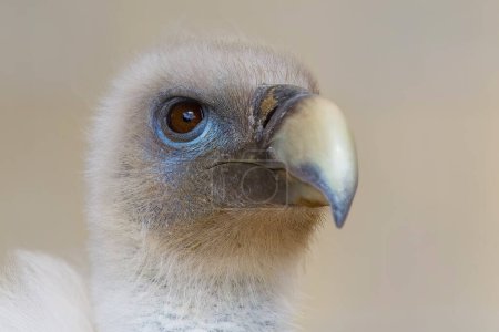 Griffon Vulture (Gyps fulvus) close up head shot