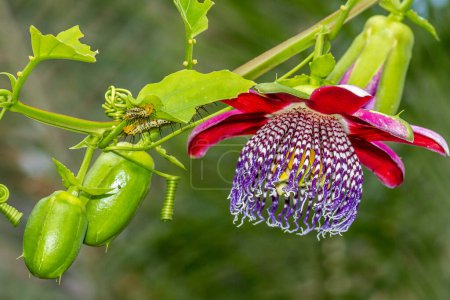 A Beautiful Passiflora alata in full flower with some Caterpillars on the leaves. 