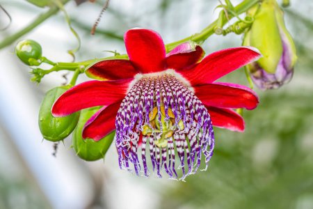 A Beautiful Passiflora alata in full flower