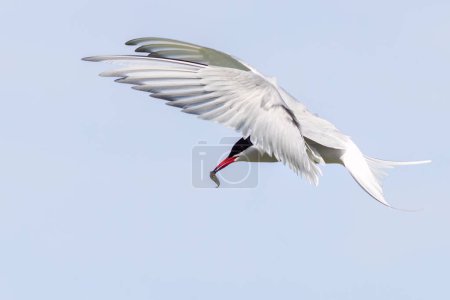 Arctic Tern (Sterna paradisaea) in flight with a fish