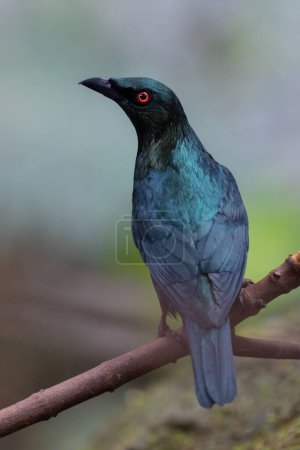 Foto de Pájaro azul asiático (Irena puella) encaramado en una rama - Imagen libre de derechos