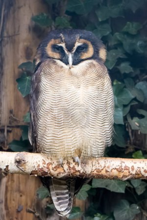 Brown wood owl (Strix leptogrammica) perched 