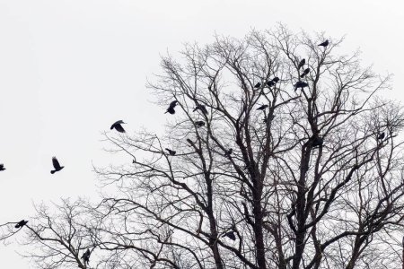 Dohle (Corvus monedula) fliegt im Winter gegen einen Baum.