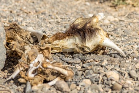 Foto de Restos de una cabra salvaje muerta - Imagen libre de derechos