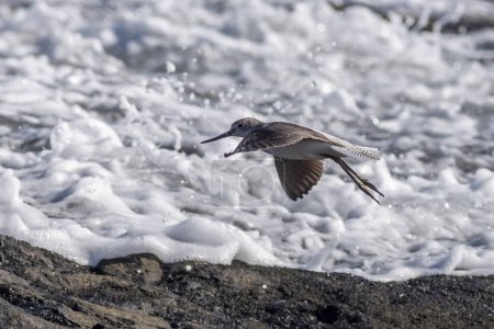 Sanderling (Calidris alba) auf der Flucht an der Küste